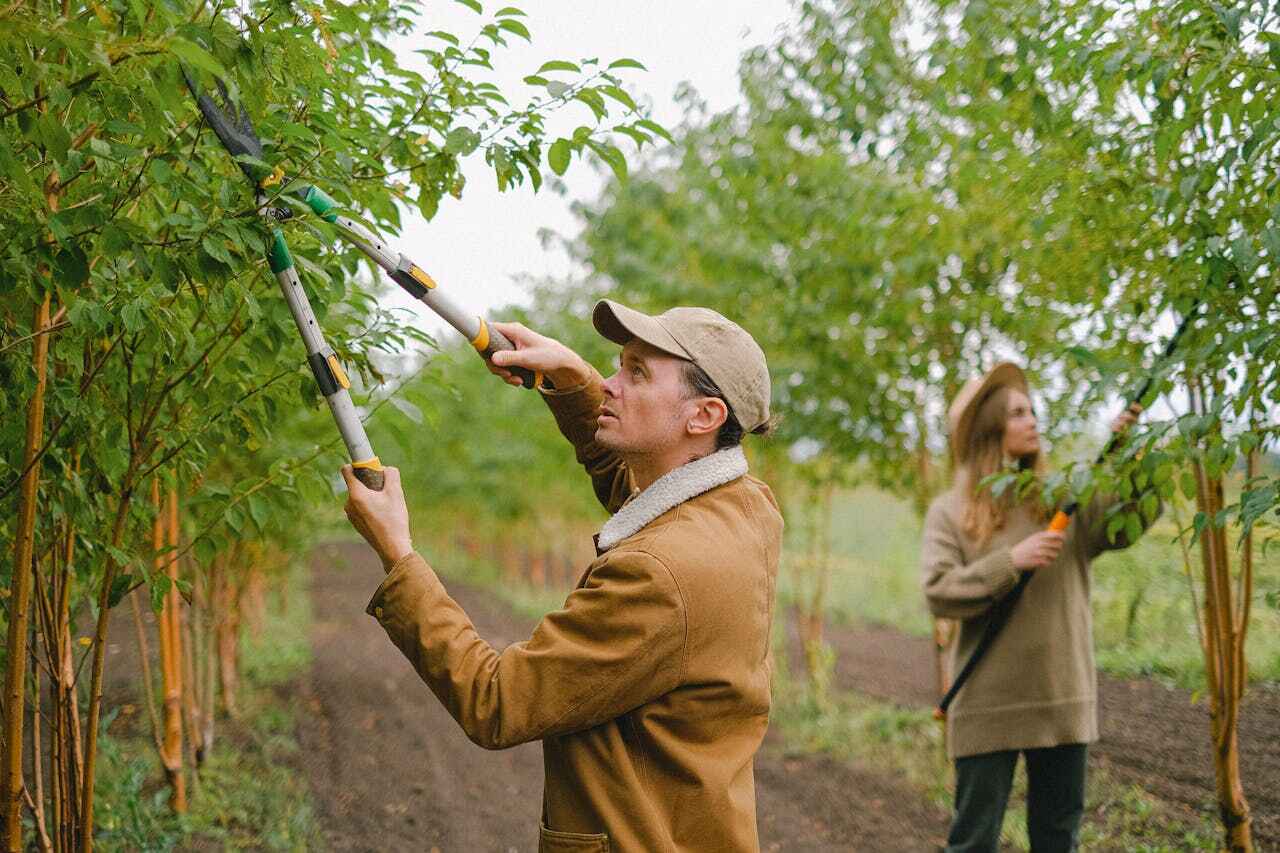  Deer Park, TX TreeGuard Tree Service Pros